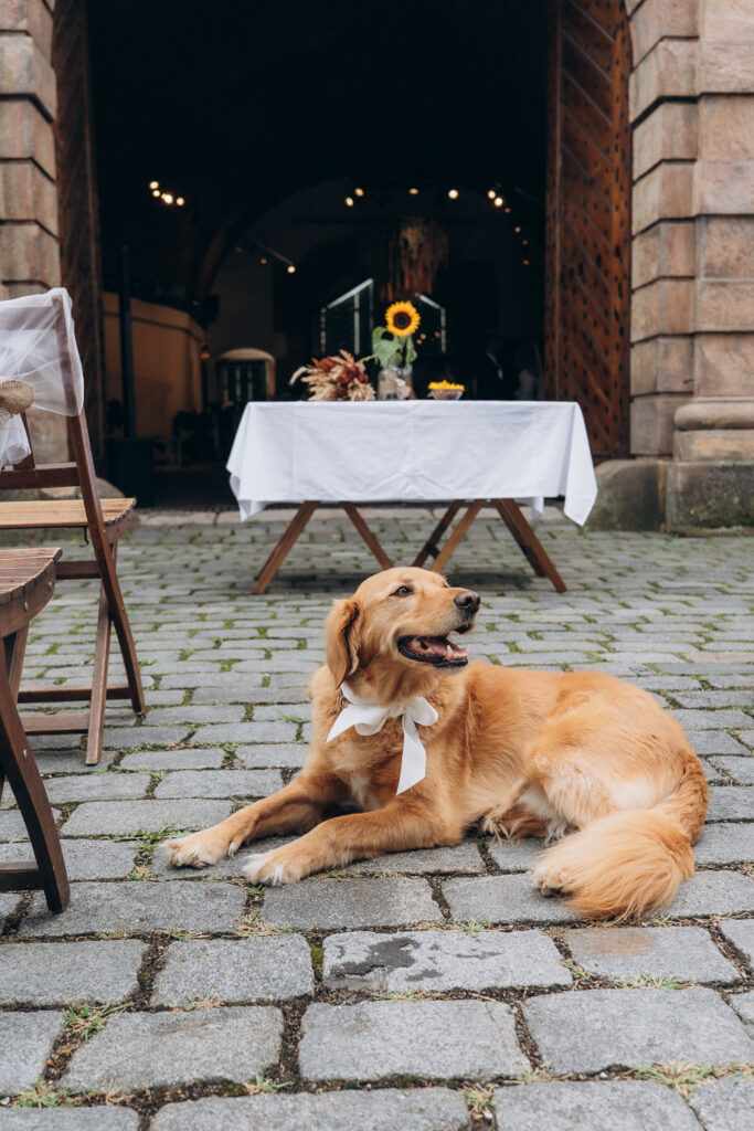 Dog during outdoor summer wedding in Prague
